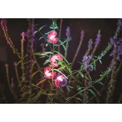 Best Galix Solaire Décoration solaire Coccinelle clipsable- 2 Lumens- Eclairage extérieur Jardin